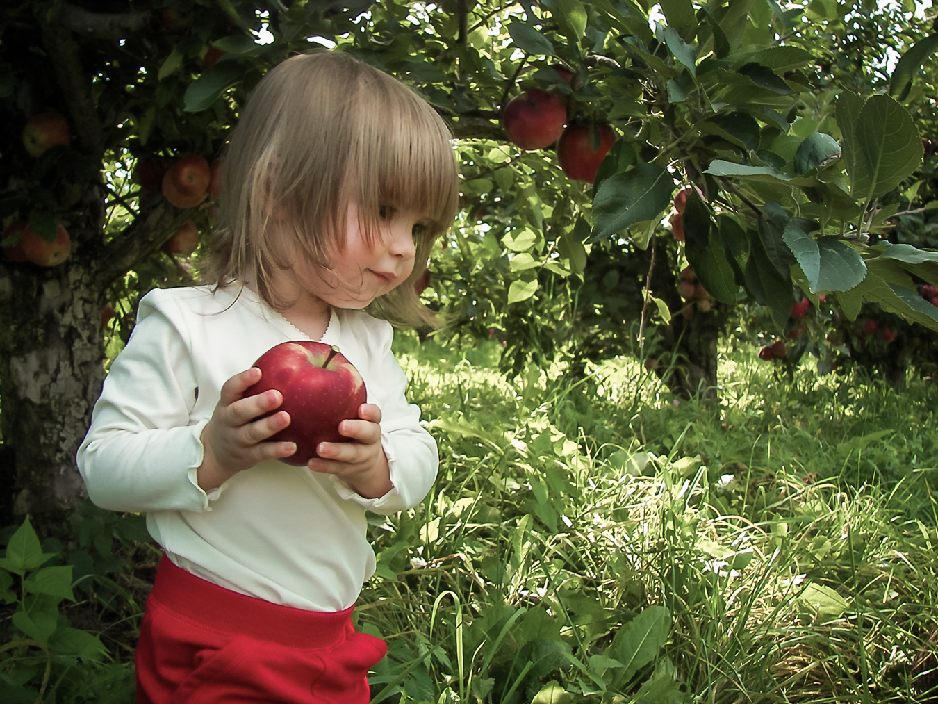 Toddler holding an apple