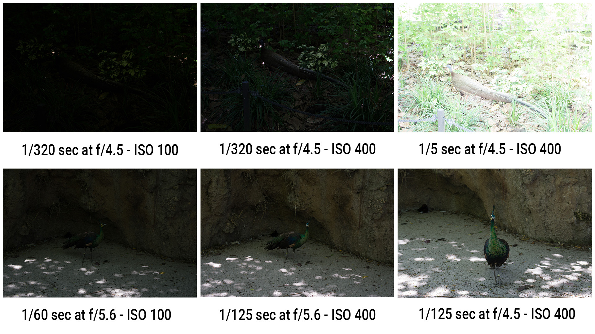 Peacock and zoo photography examples